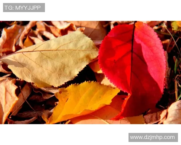 《回顾天下足球十五大球星的传奇足迹与记忆》